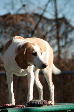 小獵兔犬的小狗