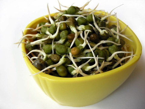 綠雞芽豆芽黃碗四
