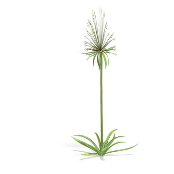 紙莎草紙