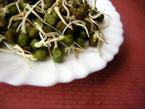 綠小雞豌豆芽白版五
