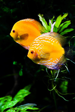 珊瑚魚