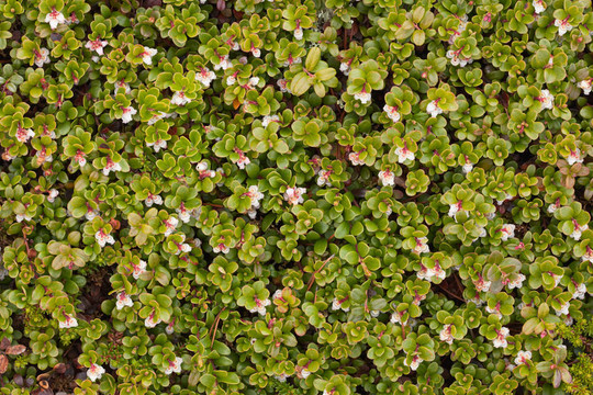 熊果開(kāi)花