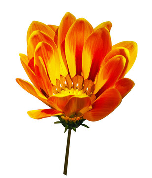 橙菊