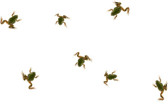 青蛙