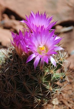 仙人掌開(kāi)花