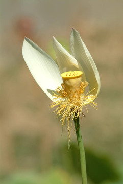 蓮花枯萎