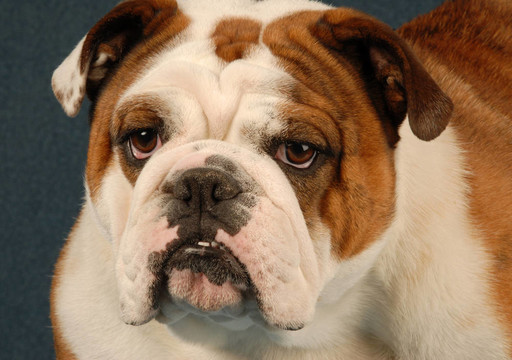 英國(guó)斗牛犬