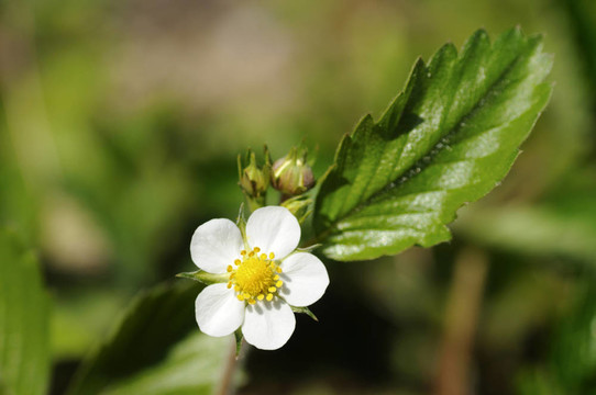 Woodland Strawberry；