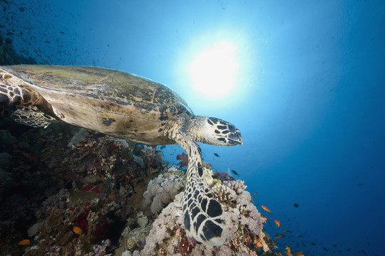 海洋；太陽和hawksbill turtle