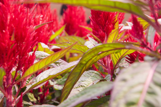 雞冠花