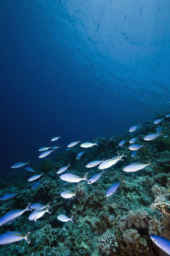 海洋；太陽(yáng)和魚(yú)