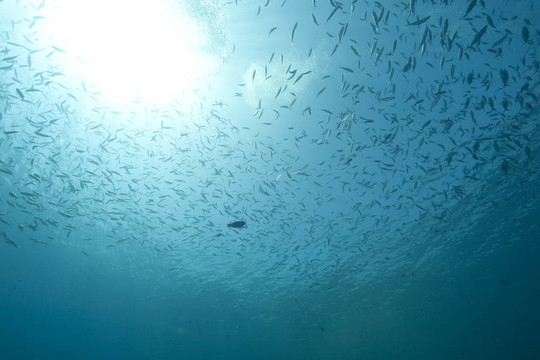 海洋；太陽和魚