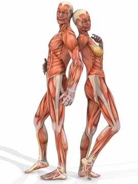 女性和男性解剖體-夫婦