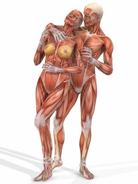 女性和男性解剖體-夫婦