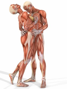 女性和男性解剖體-夫婦