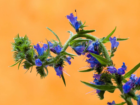 花薊1