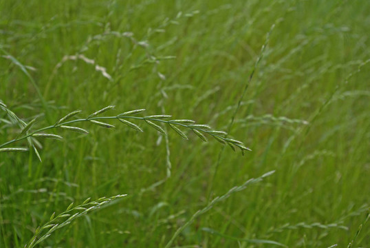 葉草