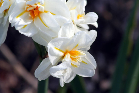 daffodiles