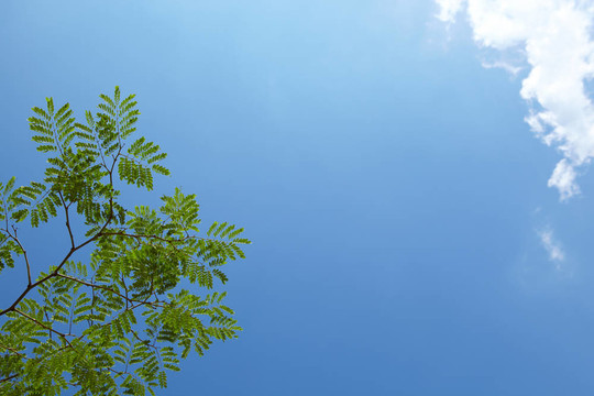 春天在天空的樹枝上