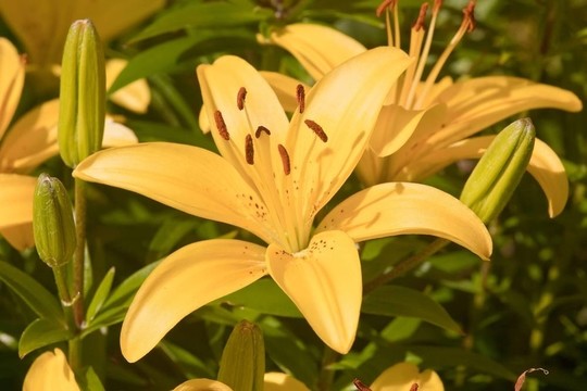 莉莉