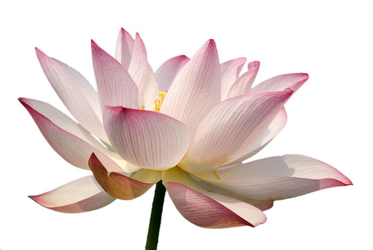 蓮花美麗的分離
