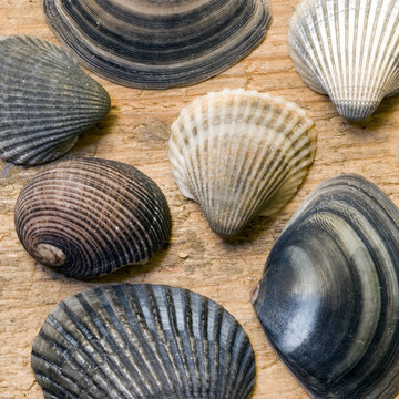 貝殼浮木