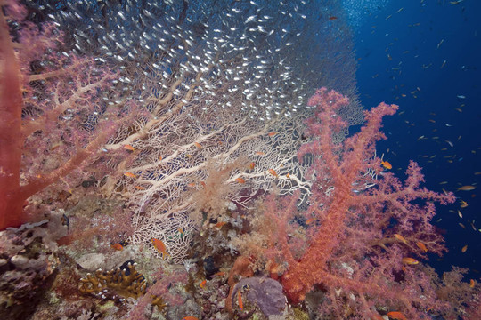 海風(fēng)和GlassFish