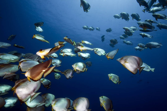 海洋和圓形的魚(yú)