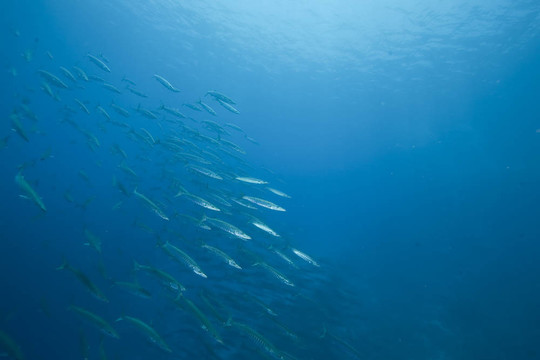 海洋和大梭魚
