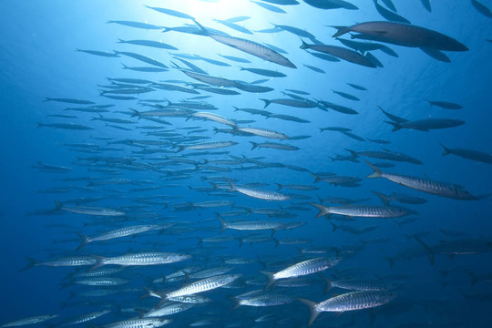 海洋和大梭魚