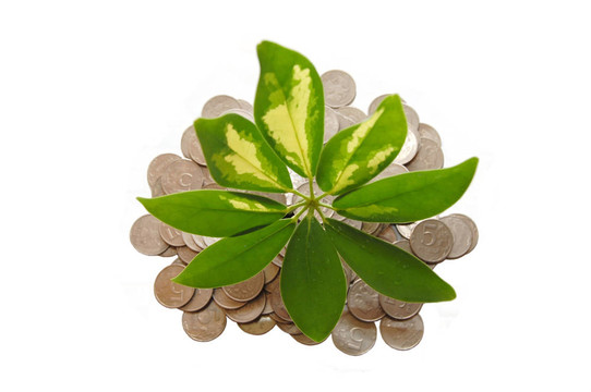 白色背景上的植物概念和大量金幣