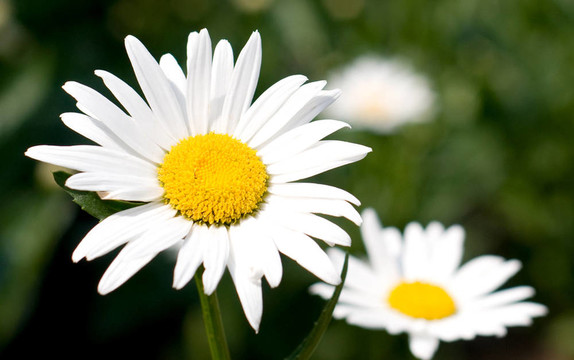 camomiles