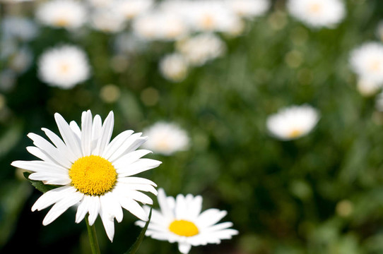 camomiles