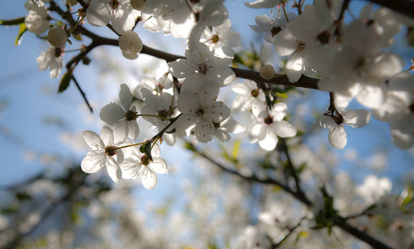 在blosssom櫻桃枝