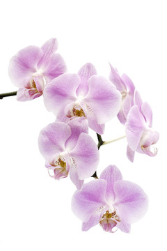 一個(gè)蝴蝶蘭雜交花