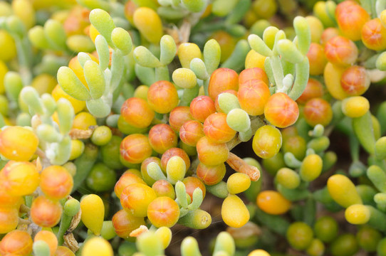 在富埃特文圖拉島鹽化草甸多汁植物特寫；西班牙