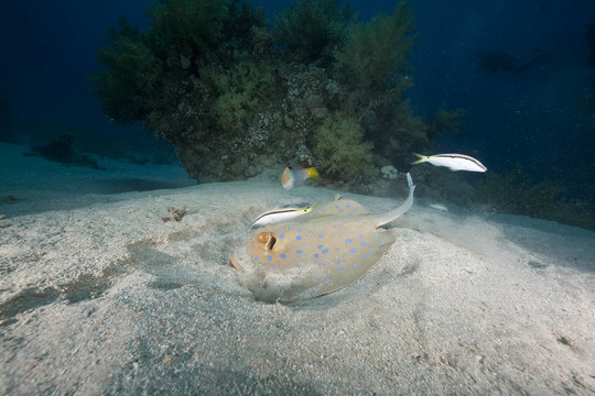 珊瑚和魚的海洋；