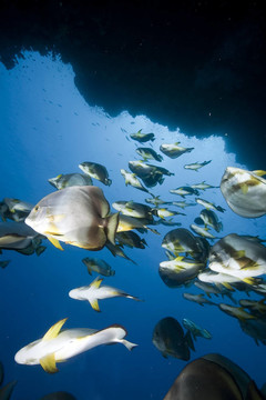海洋珊瑚魚和圓形；