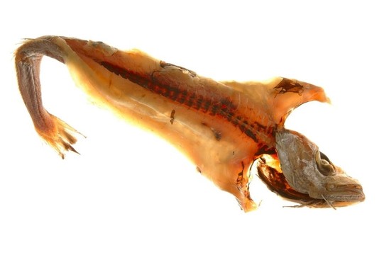 干鱈魚魚白色