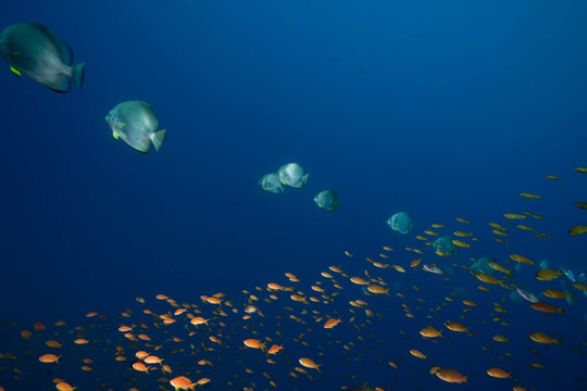 海洋；太陽(yáng)和圓形的魚