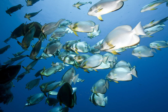 海洋；太陽(yáng)和圓形的魚(yú)