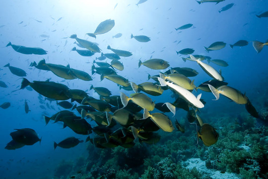 海洋太陽魚；