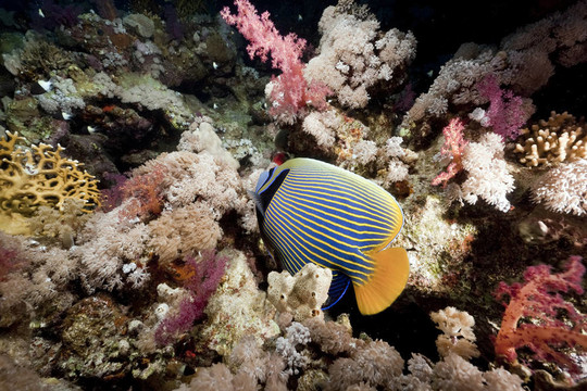 海洋和皇帝神仙魚