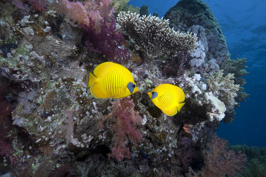 海洋和蝴蝶魚(yú)