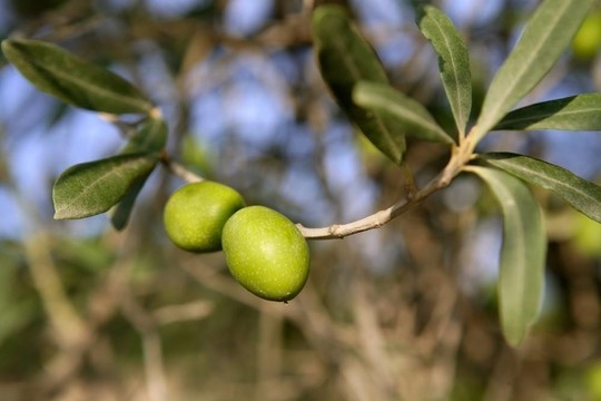 枝細(xì)節(jié)與橄欖生長