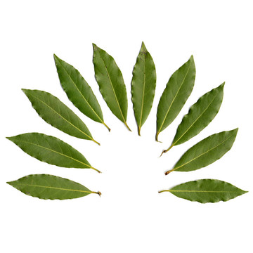 月桂屬