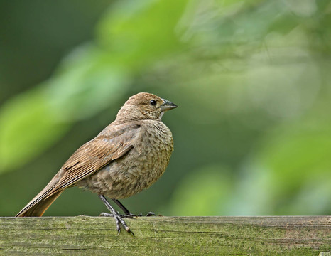 雌性褐頭牛鸝（Molothrus ATER）