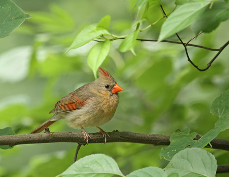 女主（Cardinalis cardinalis）