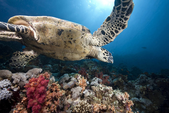 海洋；太陽和hawksbill turtle