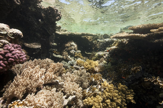 海洋；珊瑚和魚